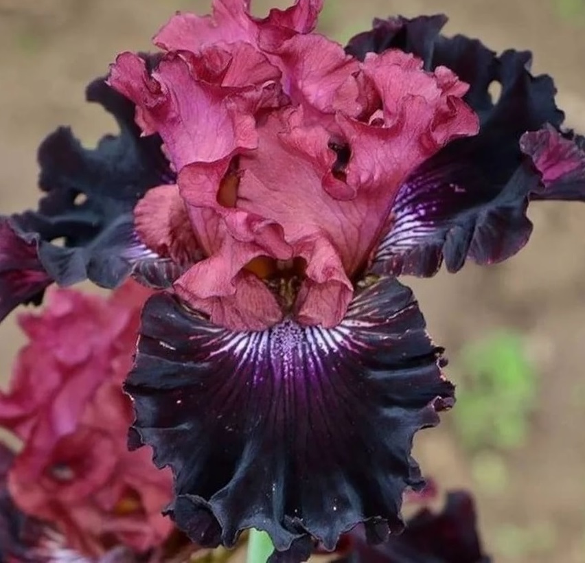 Iris Atropurpurea