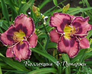 daylily-god-save-the-queen-3