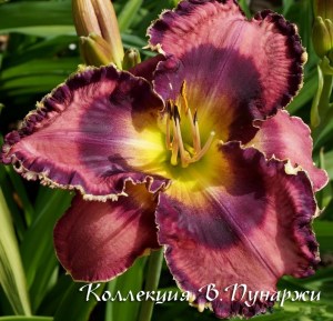 daylily-god-save-the-queen-48