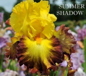 summershadow7